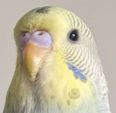 birb.png