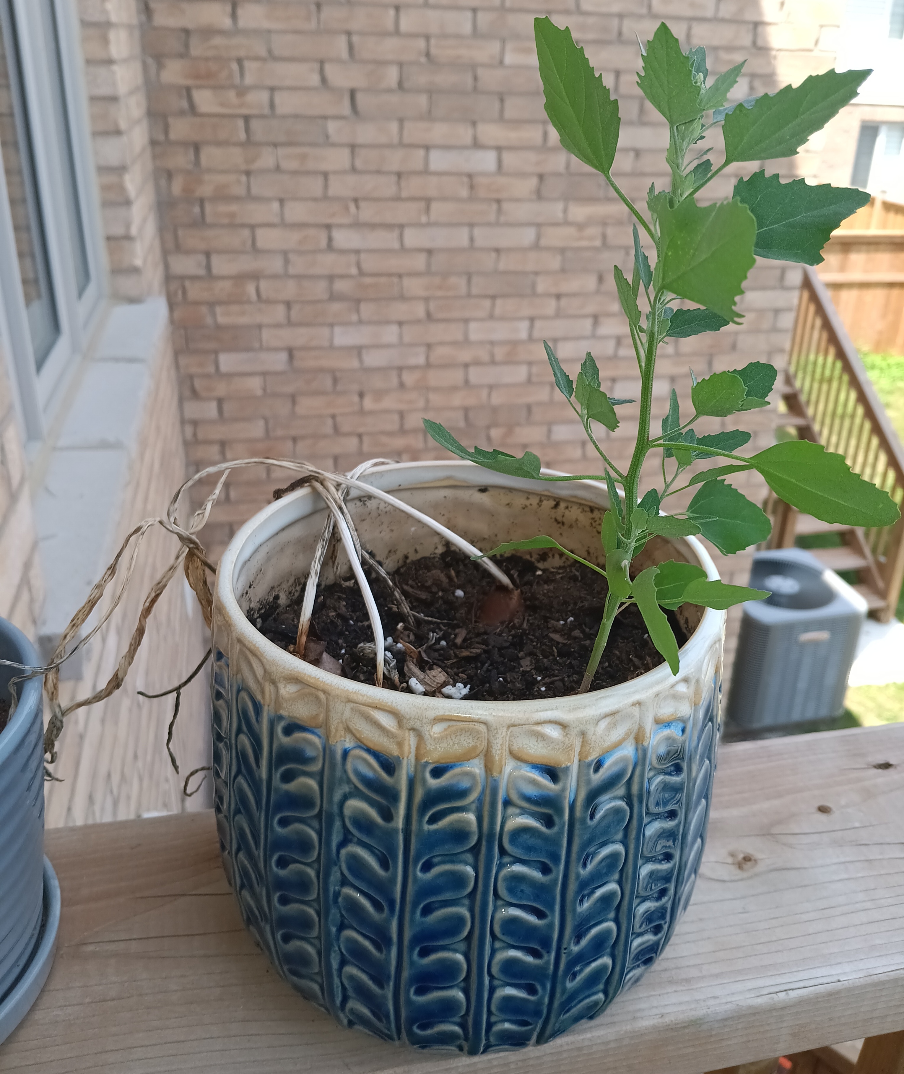 Plant