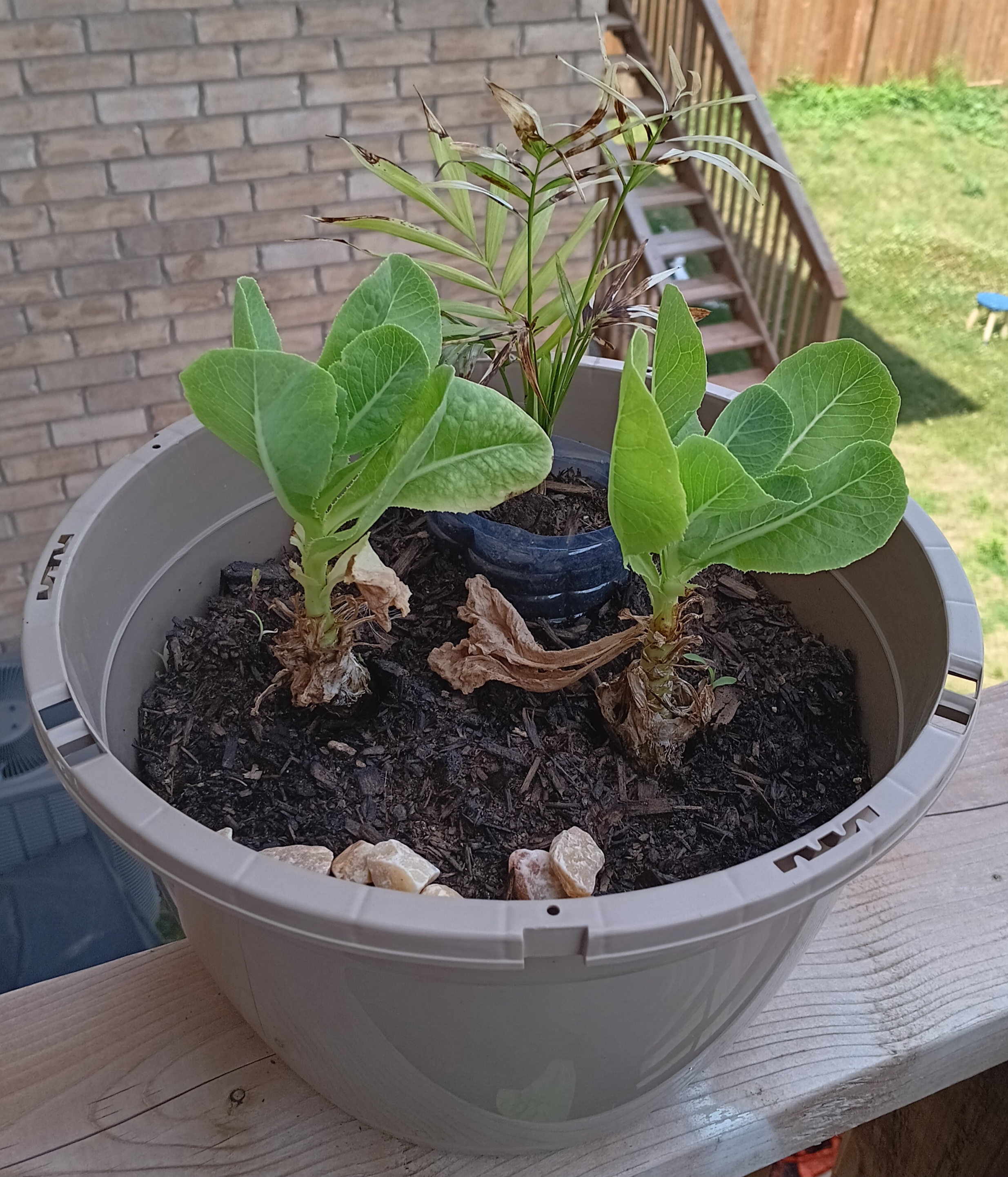 Plant