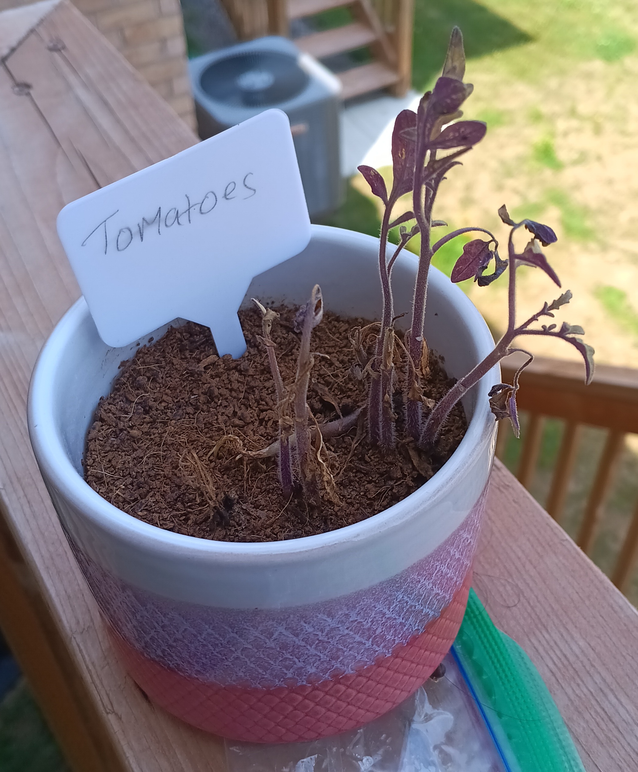 Plant
