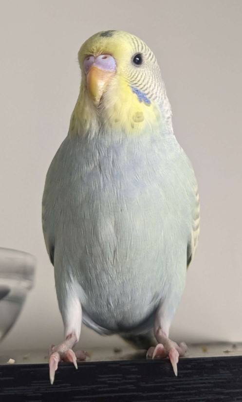 Birb.jpg