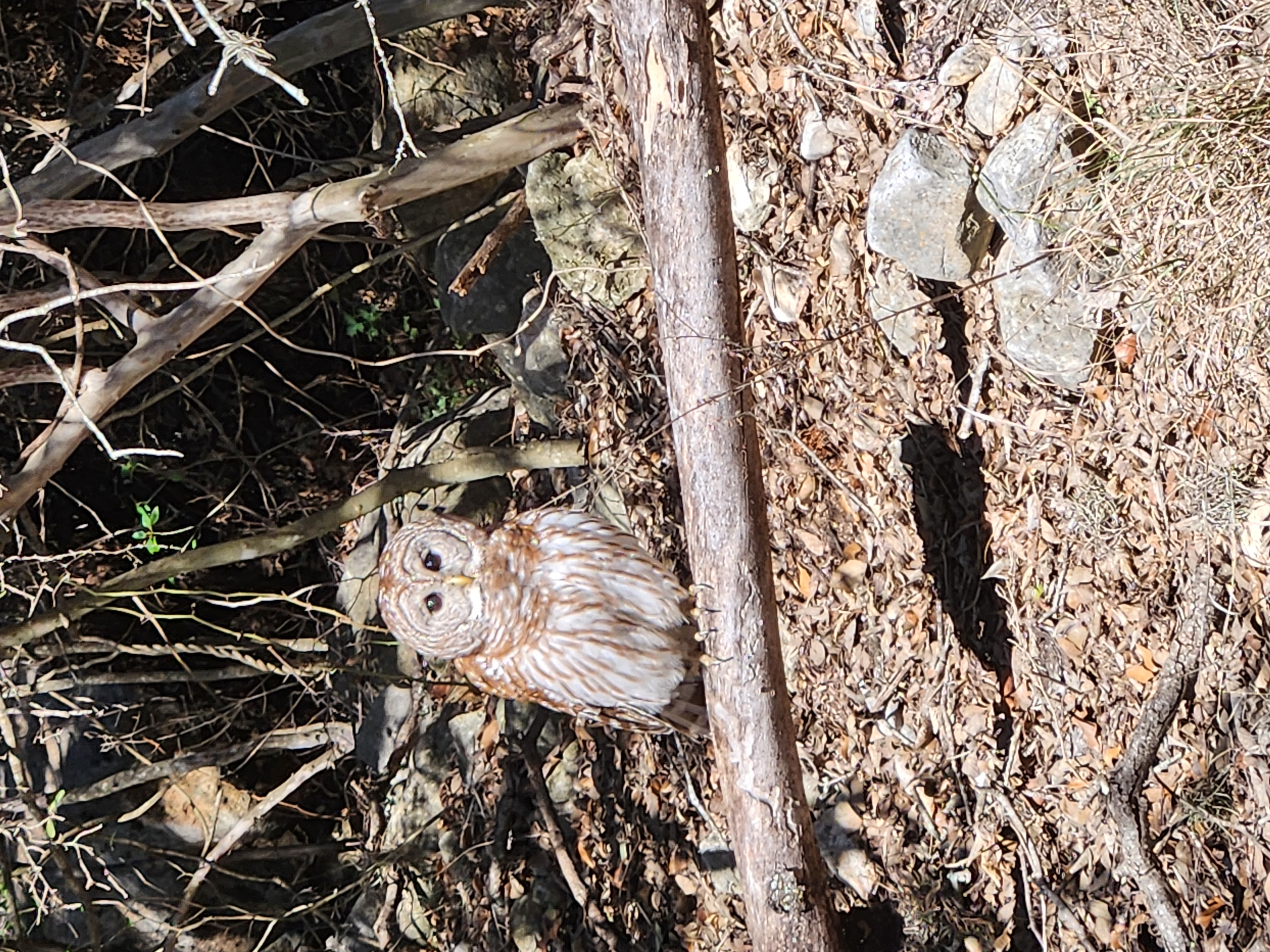 A picture of an owl sitting on a tree branch. It is staring at the camera